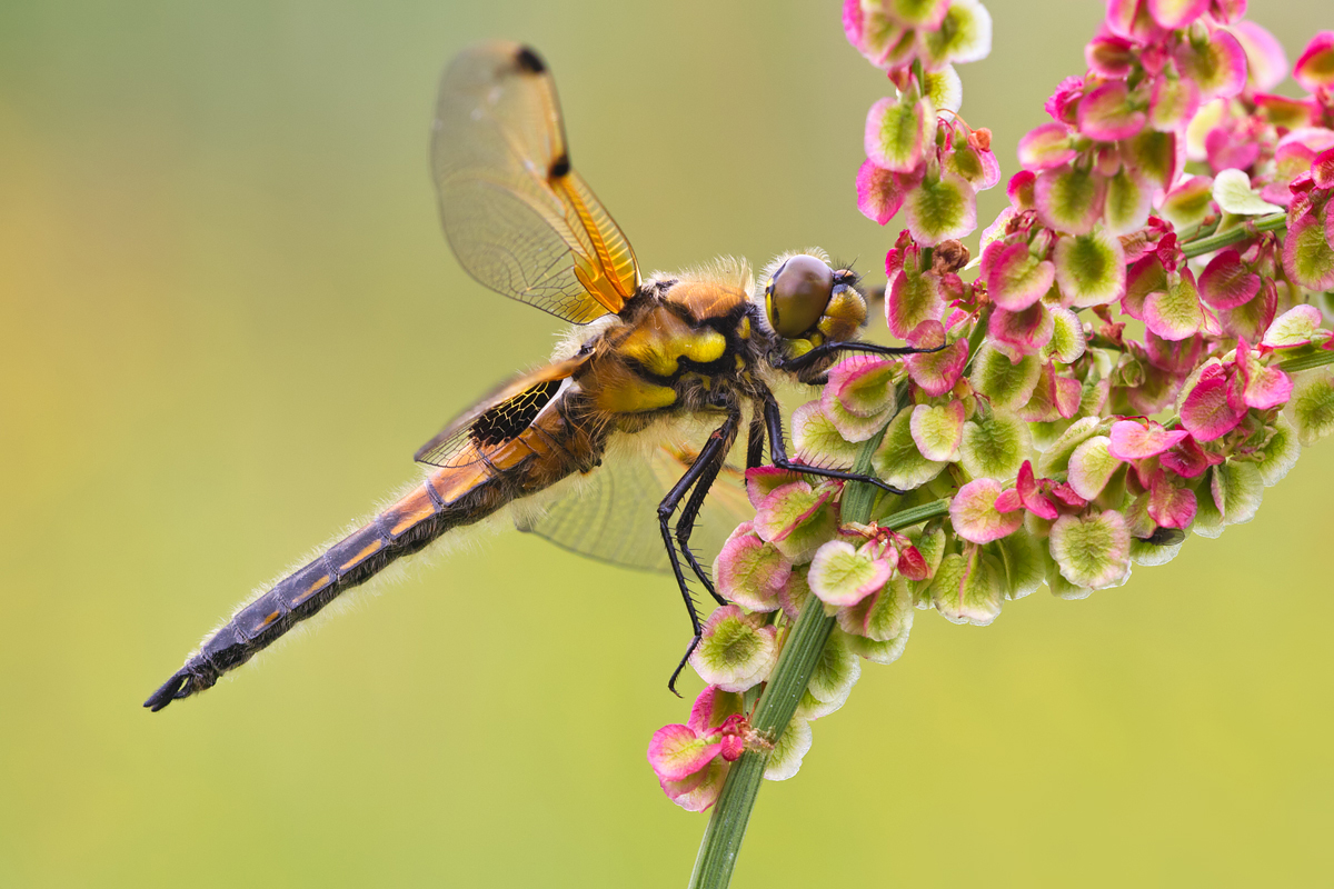 Four Spotted Chaser 4